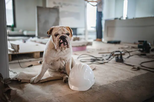 Bulldog with hardhat